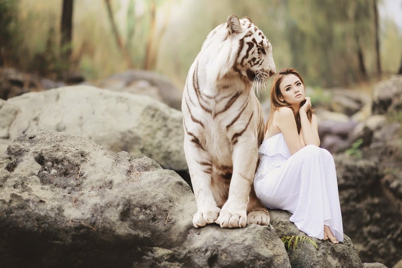 Bengal Tiger in the Jungle