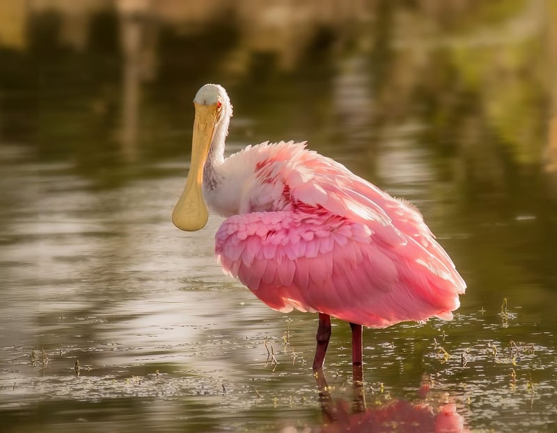 Wildlife Encounters